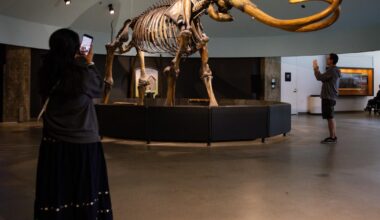 Farewell, my Smilodon: La Brea Tar Pits to close for two years