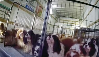 Watch police rescue dogs locked in U-Haul near Temecula