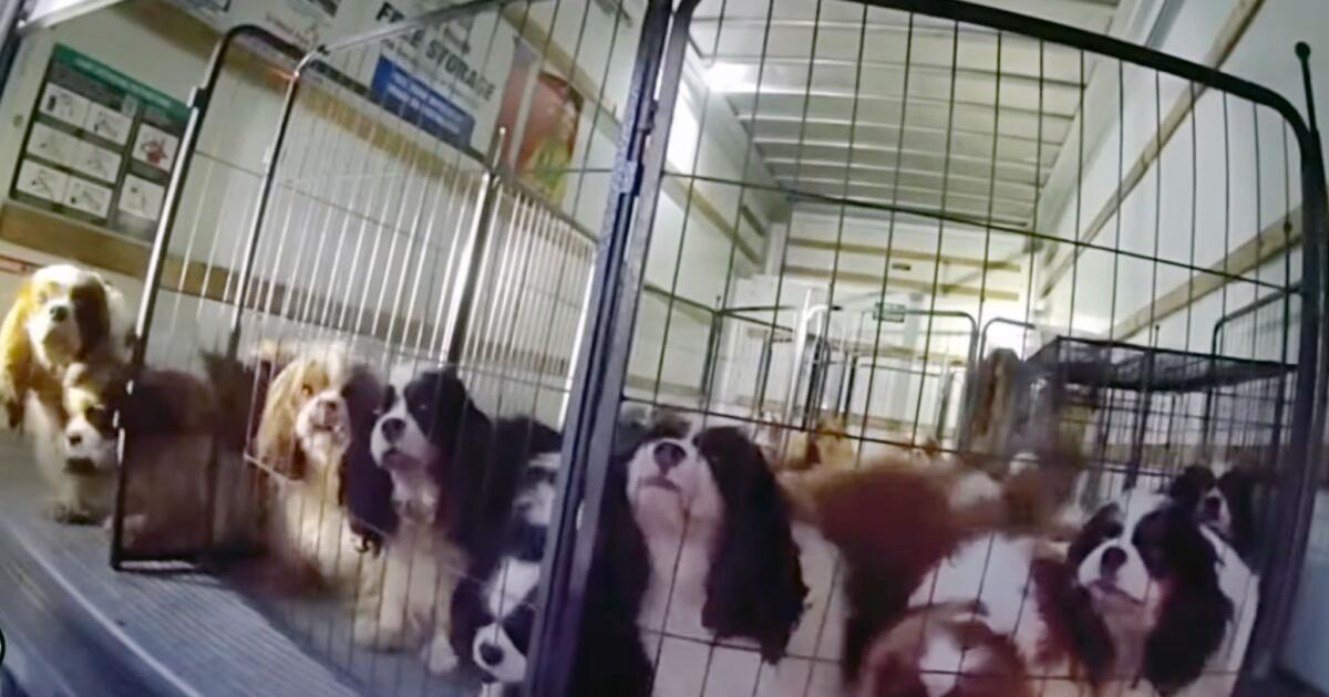 Watch police rescue dogs locked in U-Haul near Temecula
