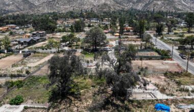 L.A. County moves to clear vegetation from razed lots in Eaton, Palisades fire zones