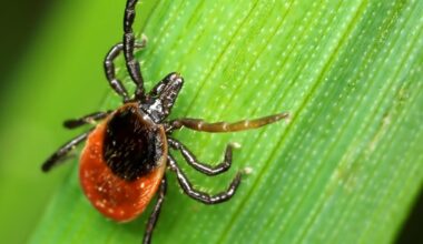 Californian is infected with a rare tick-borne illness. What to know