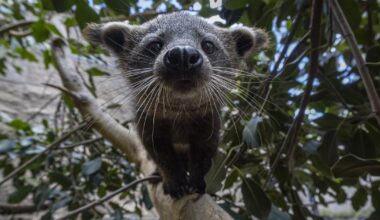 Baby bintlets at San Diego Zoo, first new bearcats in over 25 years