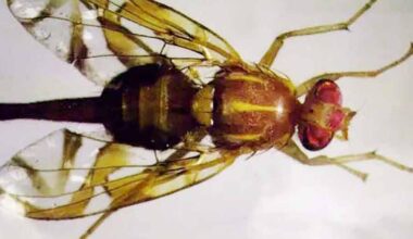 Millions of sterile male Mexican fruit flies to be released in San Diego County