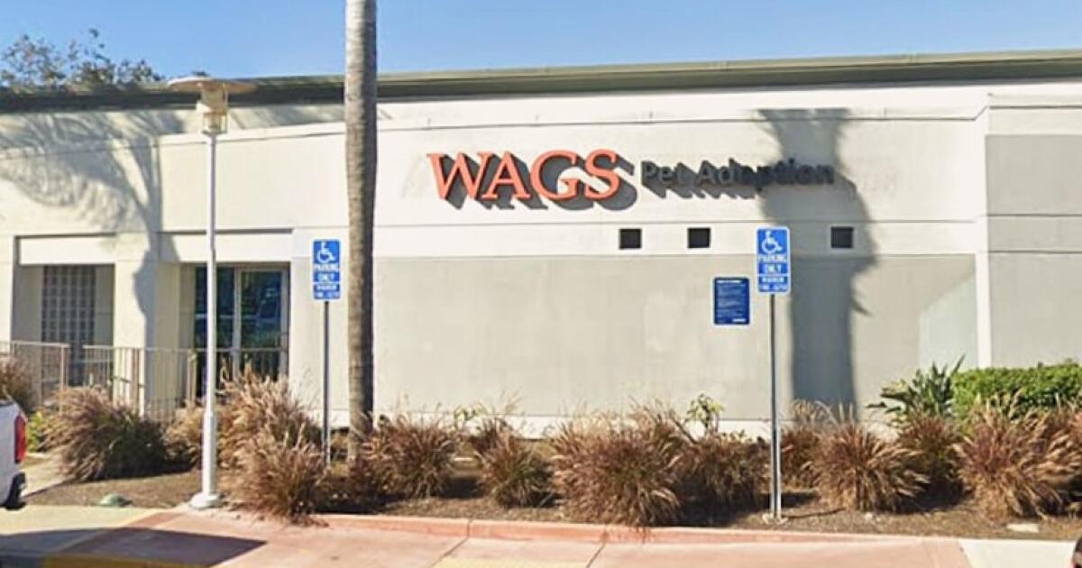 Costa Mesa names WAGS as temporary animal shelter, vet care provider