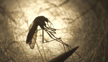First mosquitoes infected with West Nile virus found in O.C.