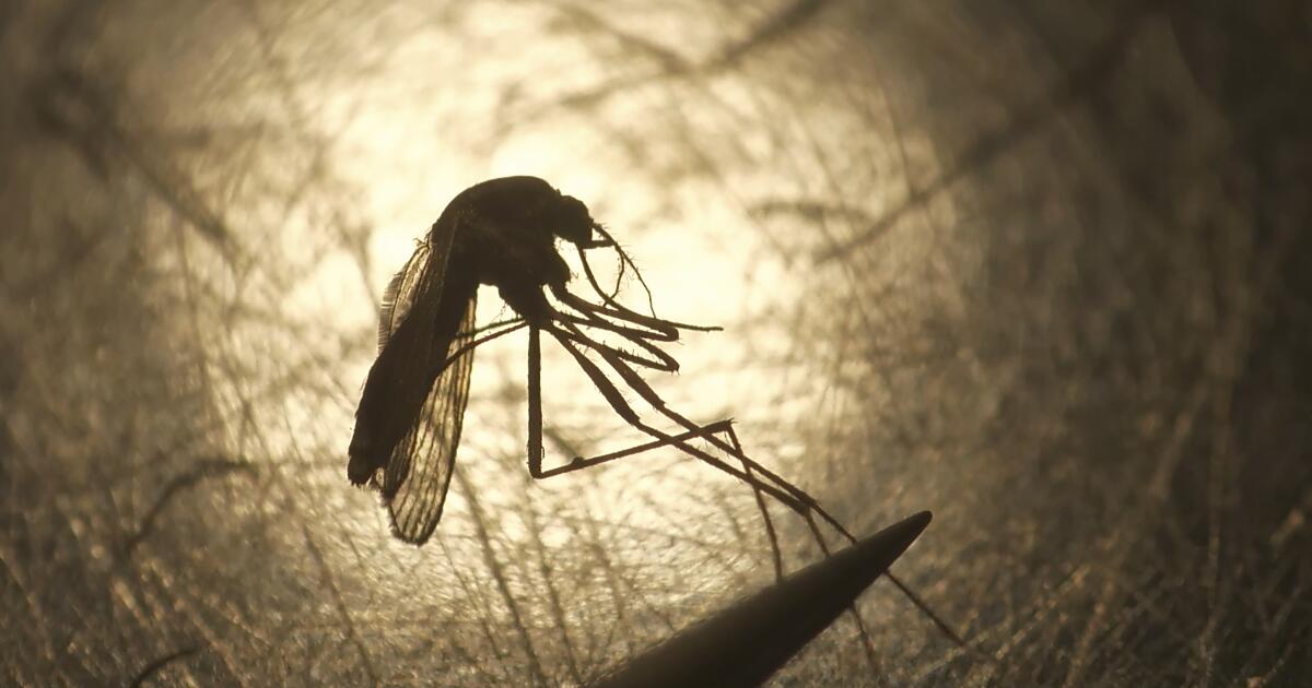 First mosquitoes infected with West Nile virus found in O.C.