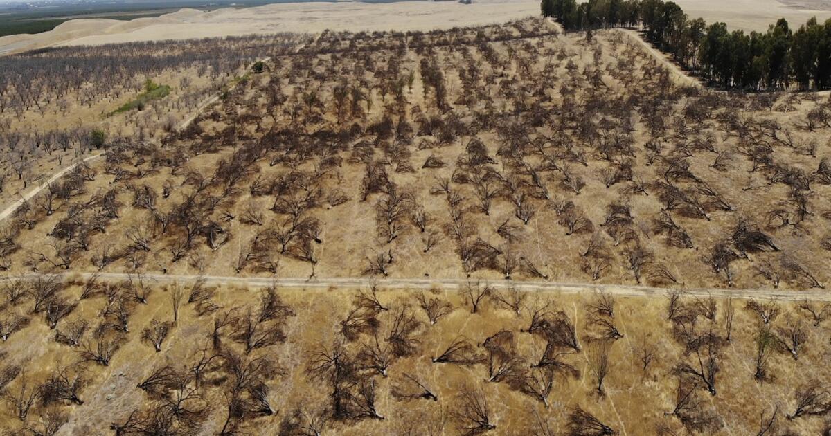 Contributor: Recent assessment of California's water misallocation is the first step toward justice