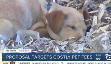 City proposal would eliminate monthly pet rent fees in San Diego