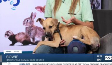 Wag Wednesday: Meet Bowie from the Bakersfield Animal Care Center!