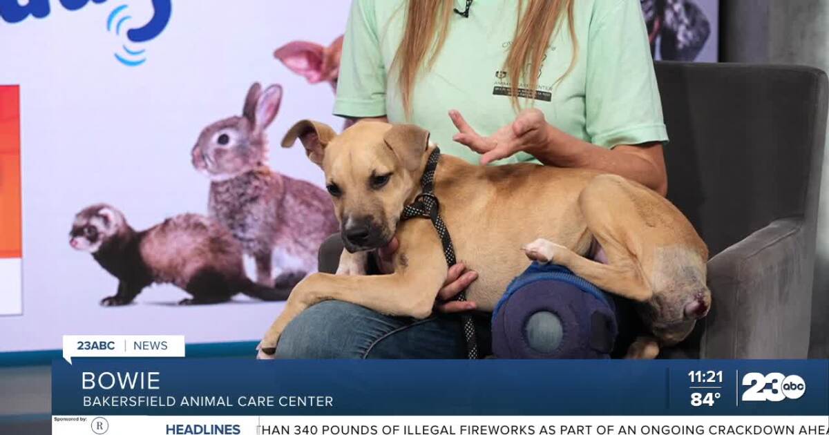 Wag Wednesday: Meet Bowie from the Bakersfield Animal Care Center!