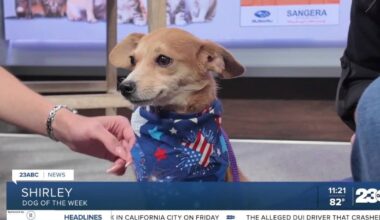 Wag Wednesday: Meet Shirley from Kern County Animal Services!