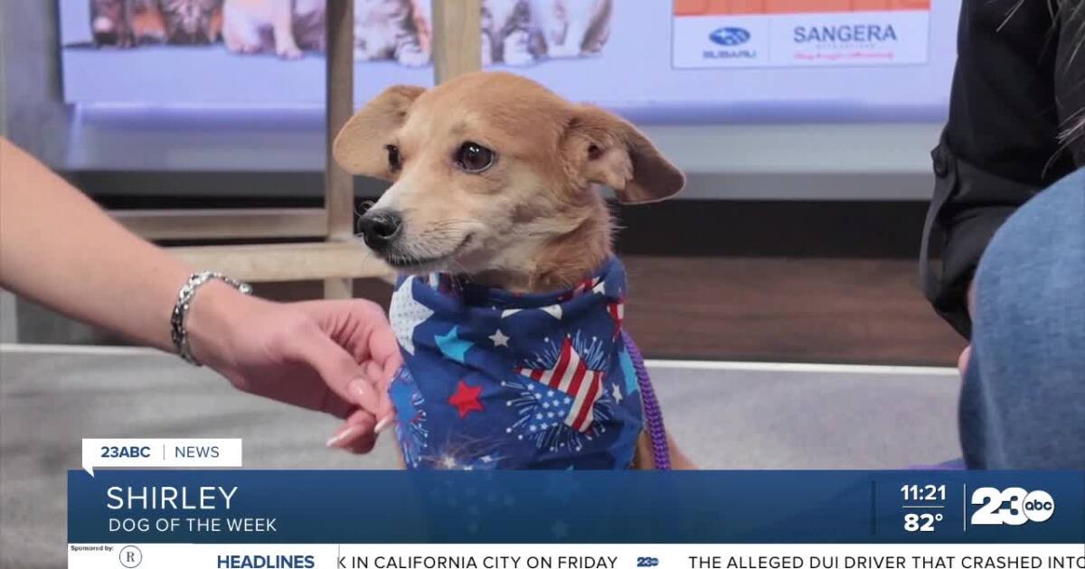 Wag Wednesday: Meet Shirley from Kern County Animal Services!