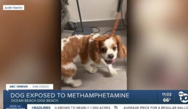 San Diego dog tests positive for methamphetamine after visit to dog beach