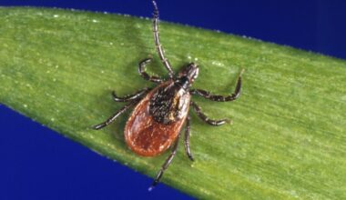 San Diego ticks rarely carry Lyme disease — but you can still get sick if bitten