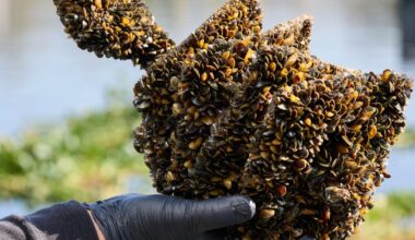 California cuts Lake Oroville golden mussel safeguards