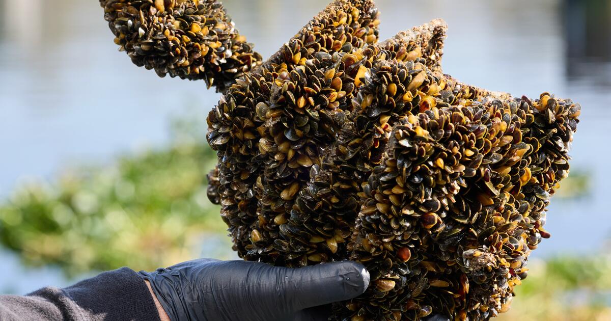 California cuts Lake Oroville golden mussel safeguards
