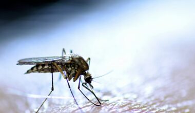 Mosquito control treatments planned in Monterey Park – NBC Los Angeles