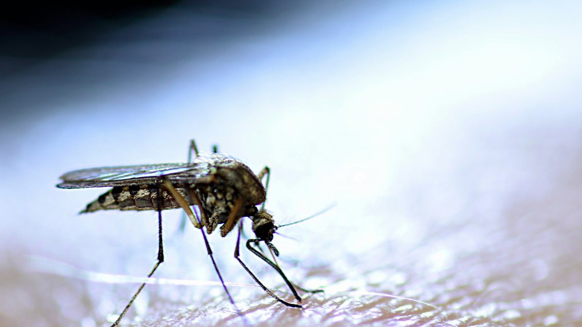 Mosquito control treatments planned in Monterey Park – NBC Los Angeles
