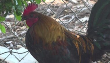 How Yuba-Sutter chickens serve on front line against West Nile virus