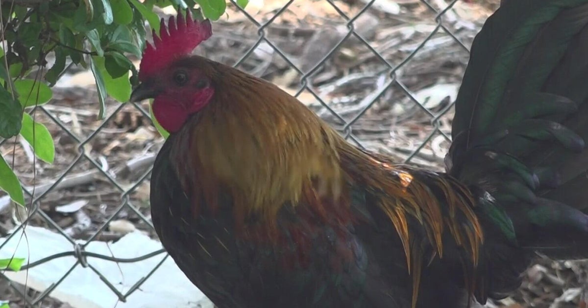 How Yuba-Sutter chickens serve on front line against West Nile virus