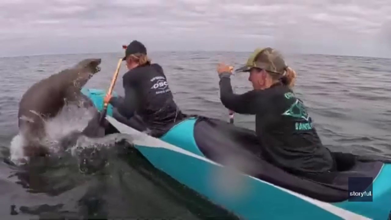 Sea lion leaps into canoe during Monterey Bay race