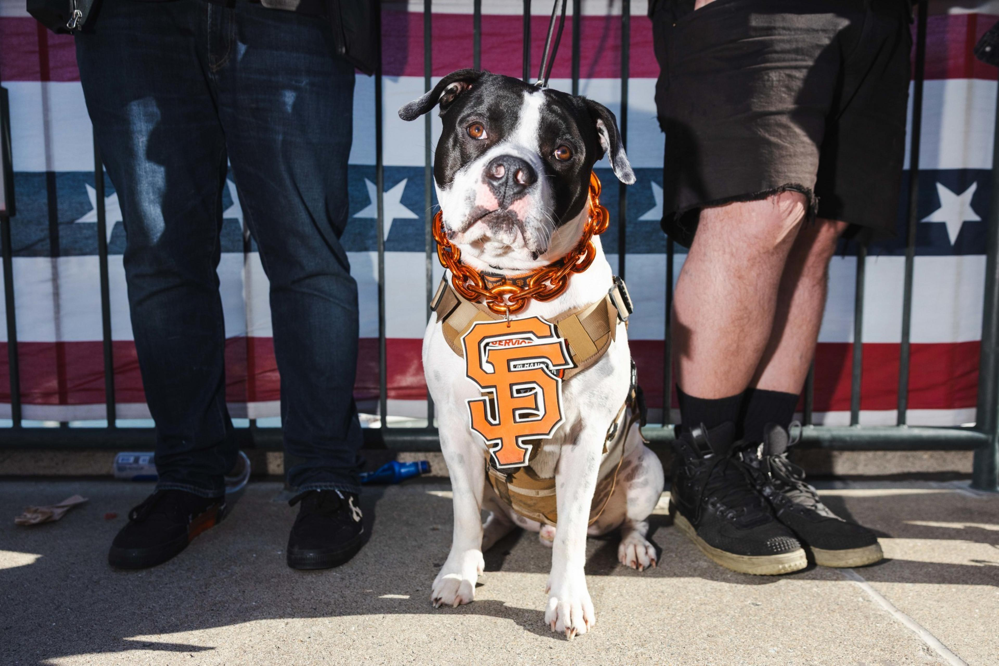 A dog wearing a brown harness with an orange “SF” logo sits between two people’s legs. Behind them is a flag with stars and stripes.