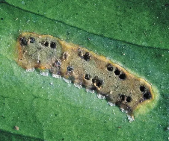 The pest spreads Pierce’s disease, which is incurable for plants and ultimately dries them out. California Department of Food and Agriculture