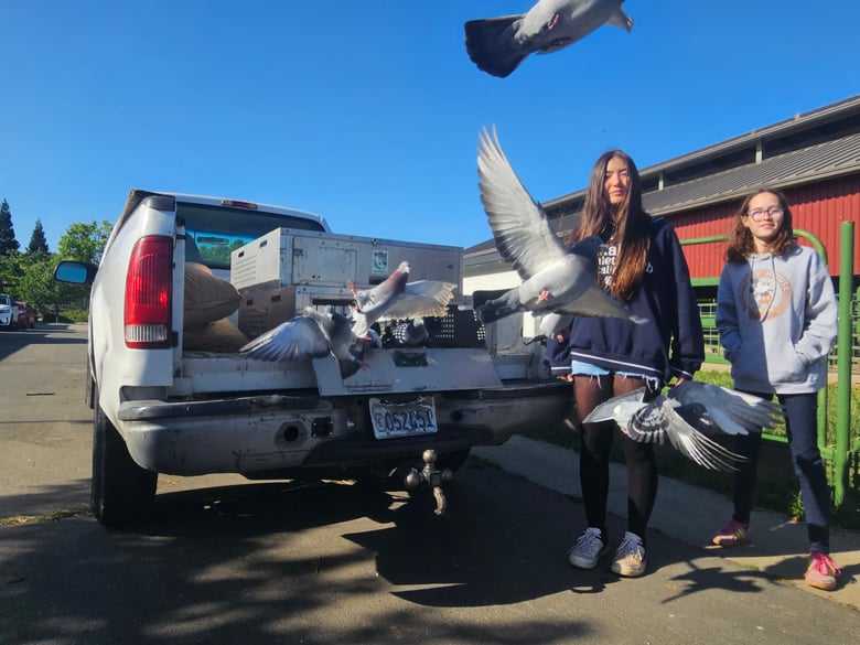 Seventh-graders Emily Dvorak (second from right) and Lily Wiechert (right) release a group of racing pigeons near Katherine L. Albiani Middle School Friday, April 17, 2026, in Elk Grove. Seventh-graders Emily Dvorak (second from right) and Lily Wiechert (right) release a group of racing pigeons near Katherine L. Albiani Middle School Friday, April 17, 2026, in Elk Grove.