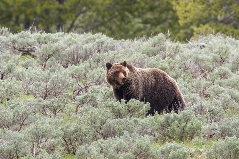 A brown grizzly bear stands in the middle of a grass field surrounded by brush.
