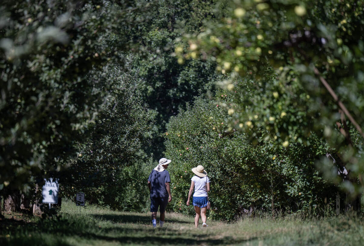 Al and Mary Ann Camarillo of Folsom take the scenic walk through the apple orchard at O'Halloran's Apple Trail Ranch in Apple Hill on Sept. 1, 2025.