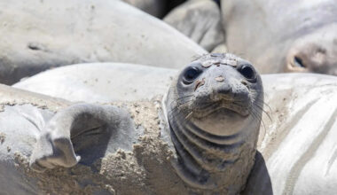 The Surprising Reason This Seal Turned Purple on a California Beach