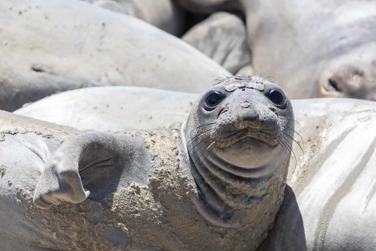 The Surprising Reason This Seal Turned Purple on a California Beach