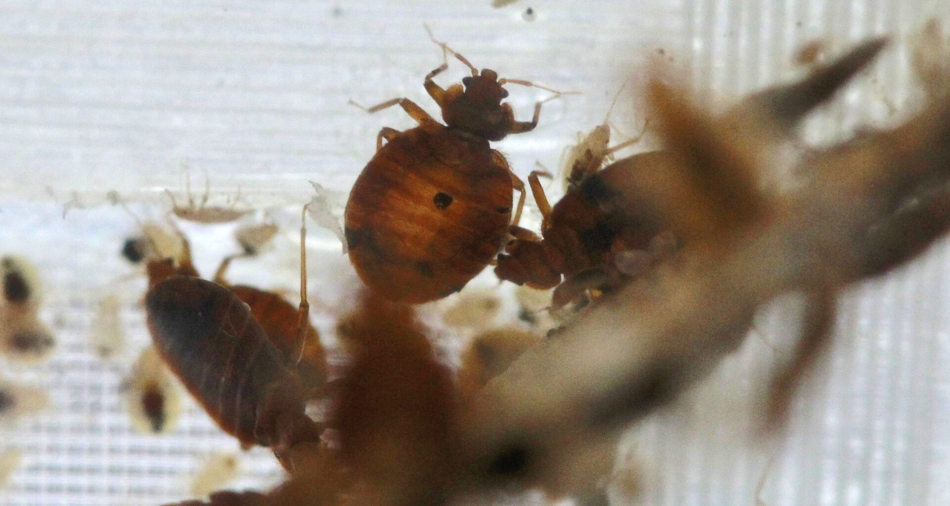 ‘Swarms’ of bed bugs force California Department of Education employees to work remotely