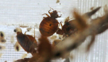 ‘Swarms’ of bed bugs force California Department of Education employees to work remotely