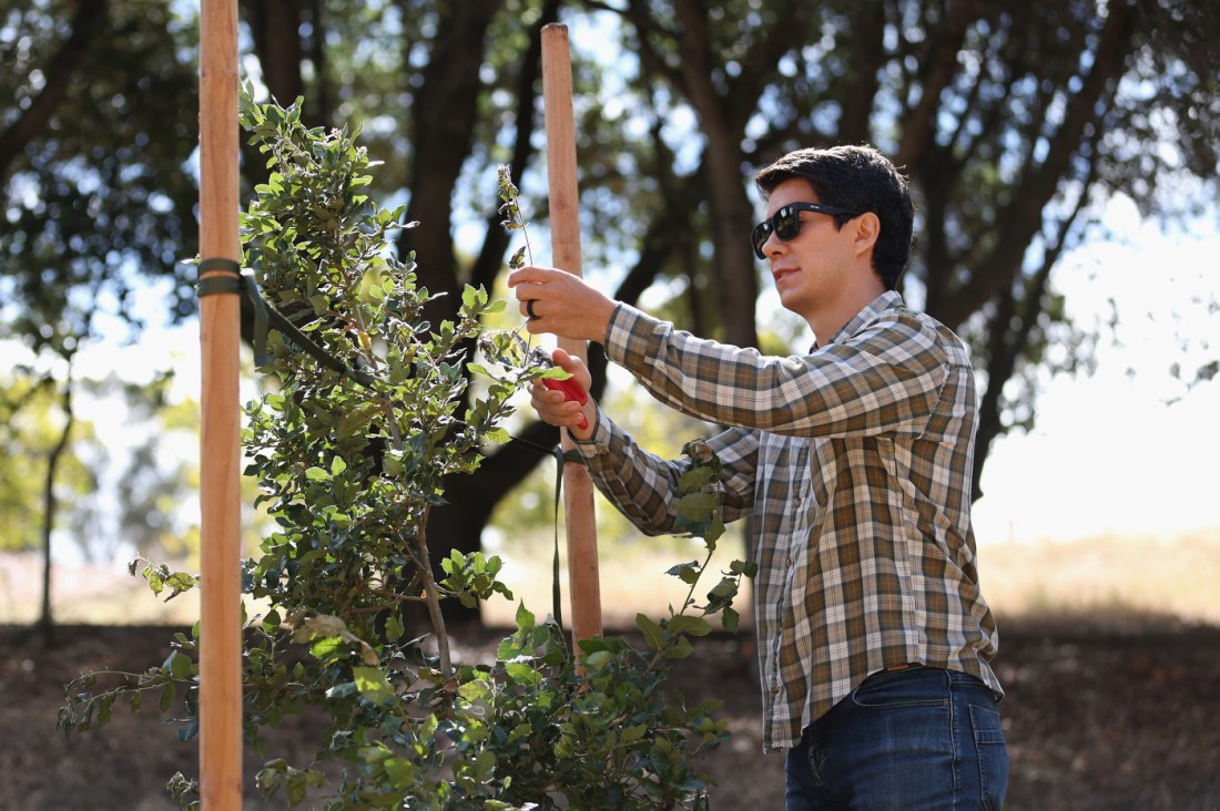  Sustainability manager Andrew Gonzales prunes a young coastal live oak tree staked between wooden supports at Northeastern University's Oakland Campus.