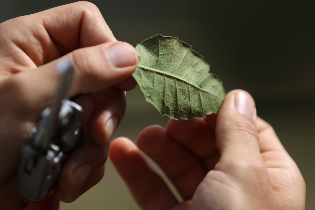 A close up of hands holding the leaf of a coastal live oak tree.