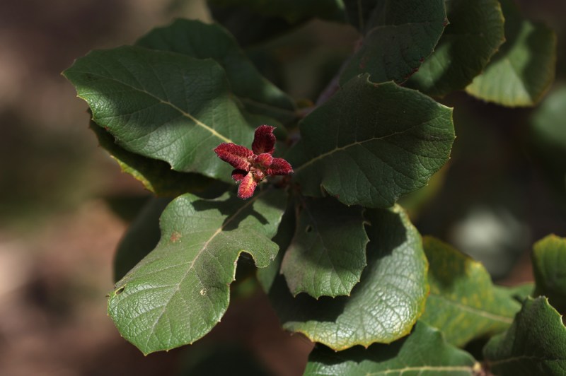 Close-up of a coastal live oak flower and leaves at Northeastern University's Oakland Campus