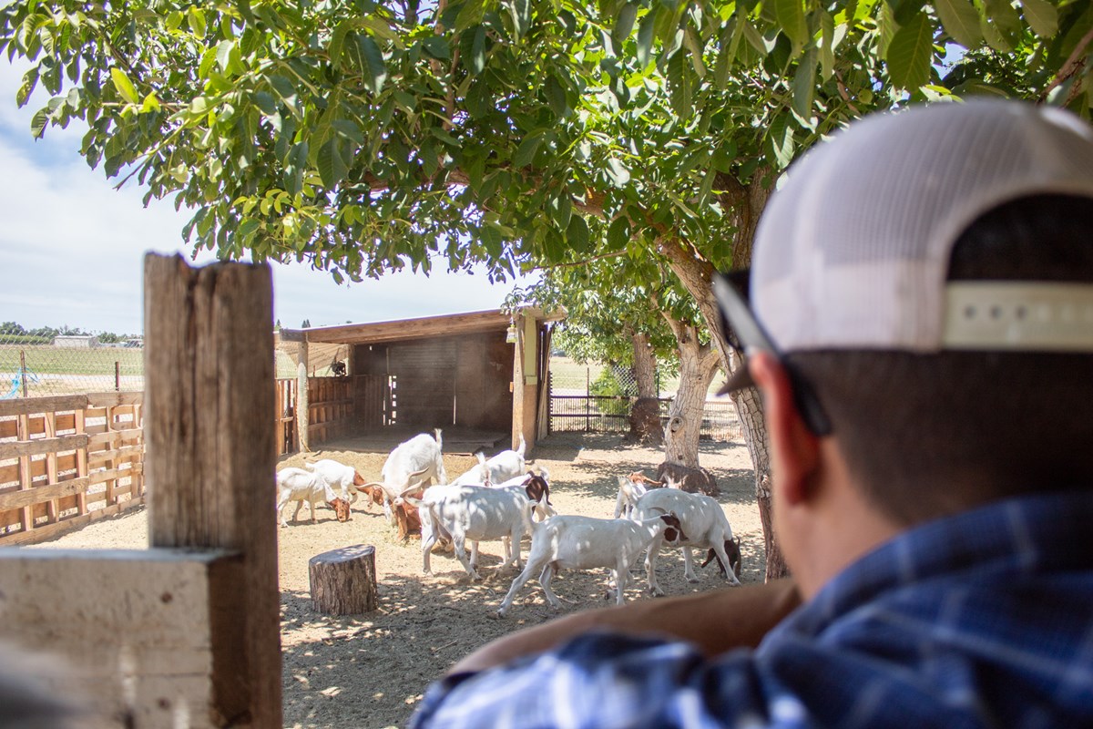 Stephen Gordon looks at his goats Monday, June 29, 2026, in Esparto.