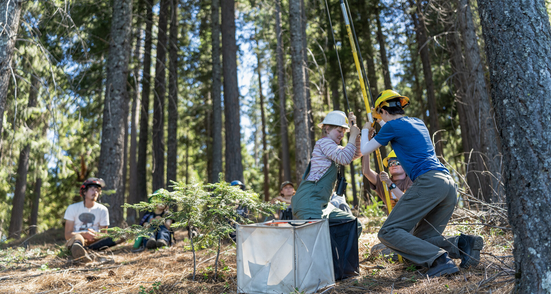California can't replant its forests fast enough