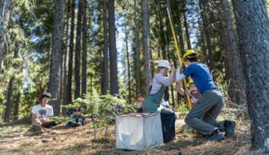 California can't replant its forests fast enough