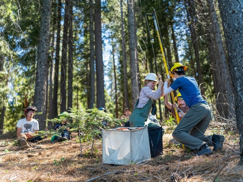 Cone Camp participants prepare to launch a weighted line into a sugar pine tree in Pollock Pines on July 15, 2026. Cone Camp participants prepare to launch a weighted line into a sugar pine tree in Pollock Pines on July 15, 2026.
