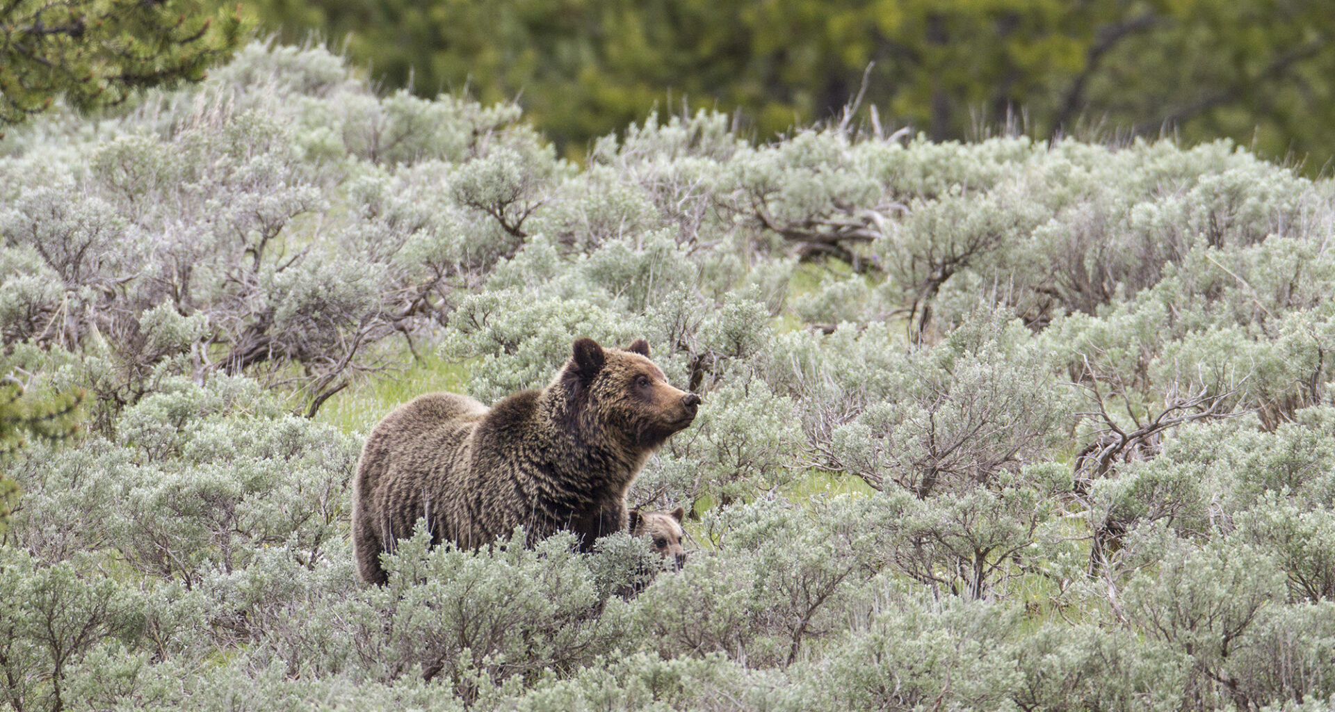 California weighs a comeback for grizzly bears