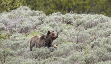 California weighs a comeback for grizzly bears