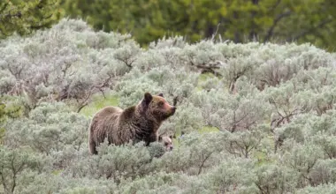 They’re on our flag, but do long-gone grizzly bears belong in modern California?