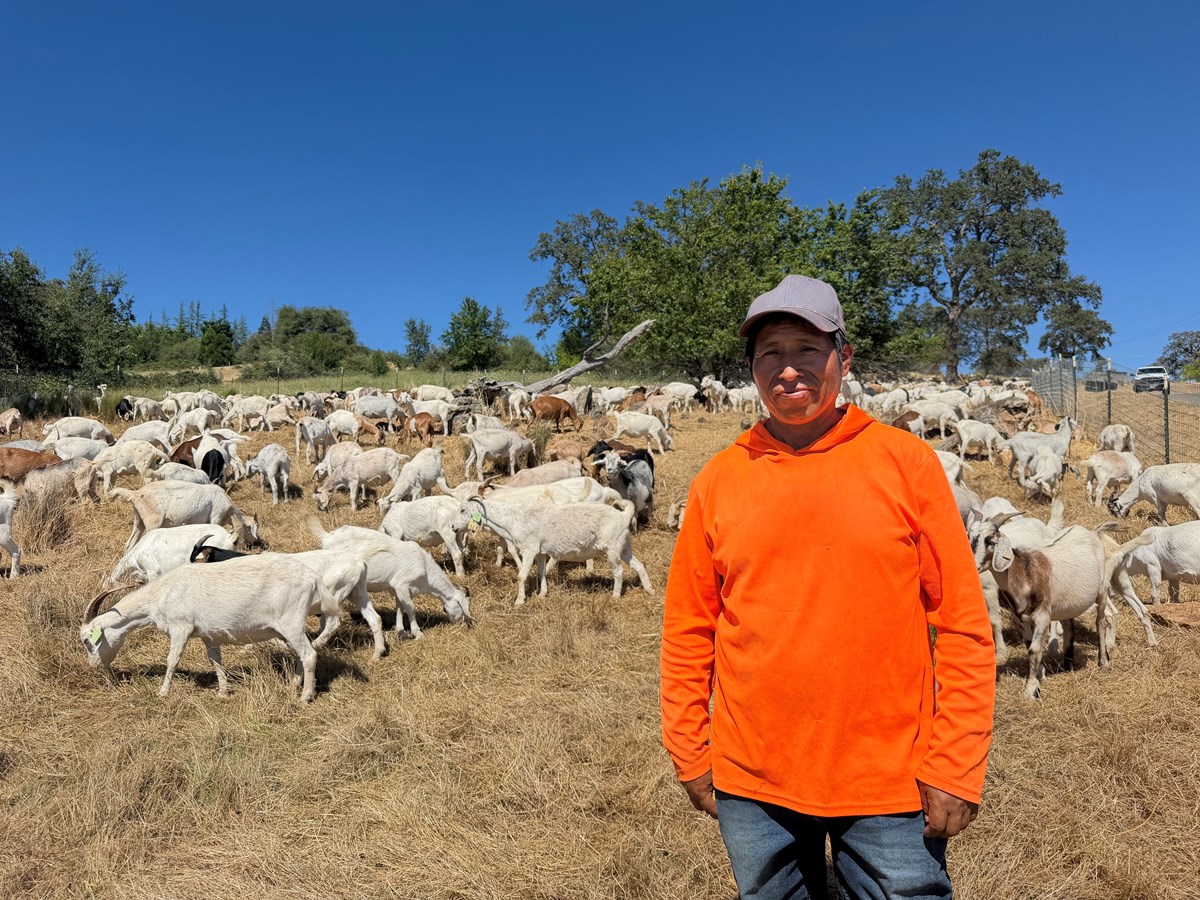 Edward Casio Valentin, a goat herder from Peru who works for Western Grazers, tends to goats and herding dogs near Auburn, CA. July 17, 2026