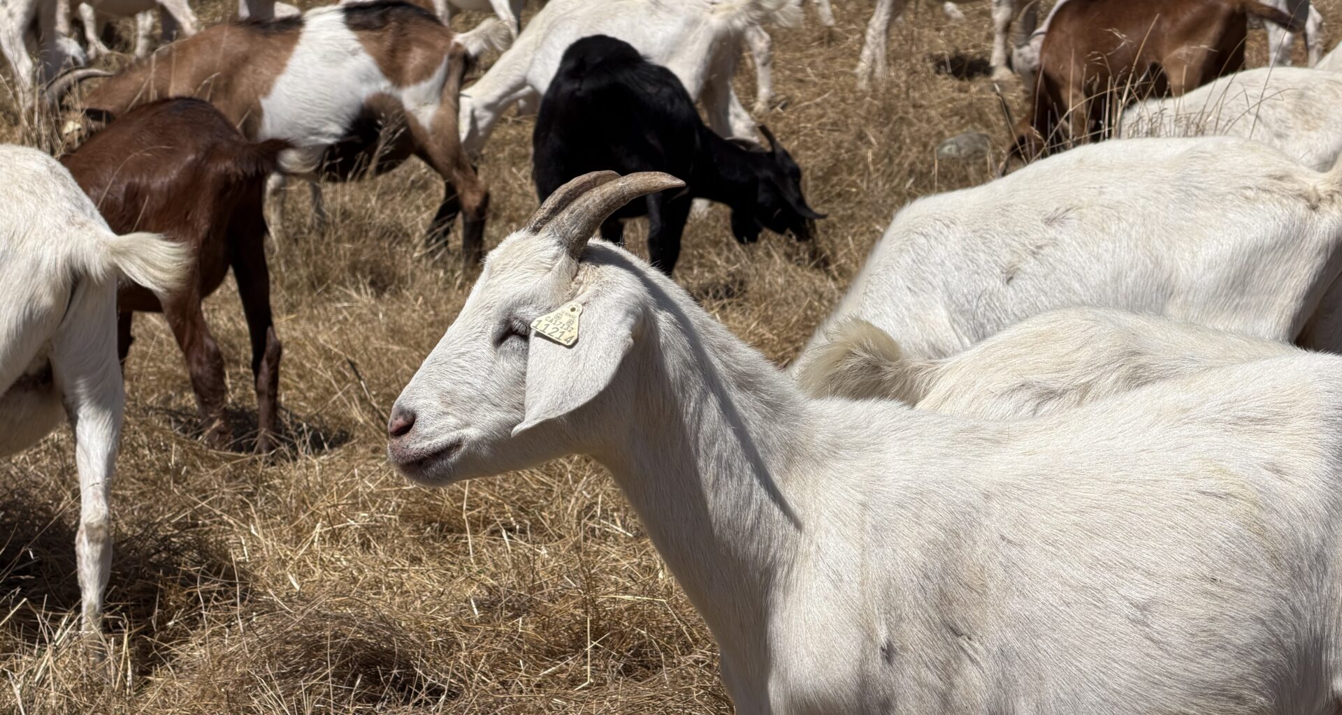 California could see less goats grazing for wildfire mitigation under new overtime regulations