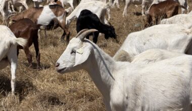 California could see less goats grazing for wildfire mitigation under new overtime regulations