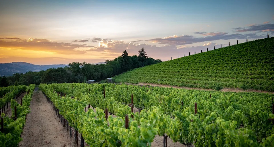California winemakers are bracing for a possible disaster following another discovery of an invasive insect. DGC – stock.adobe.com