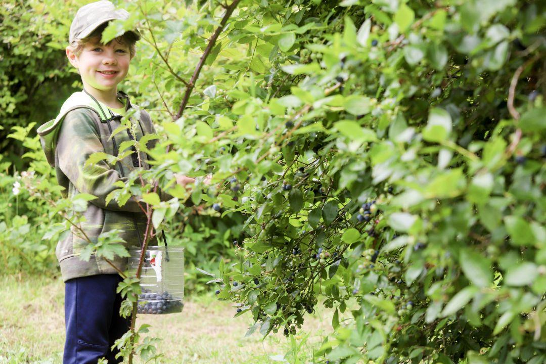 Let the picking begin: U-pick blueberry farm offers sweet family fun on the Long Beach Peninsula