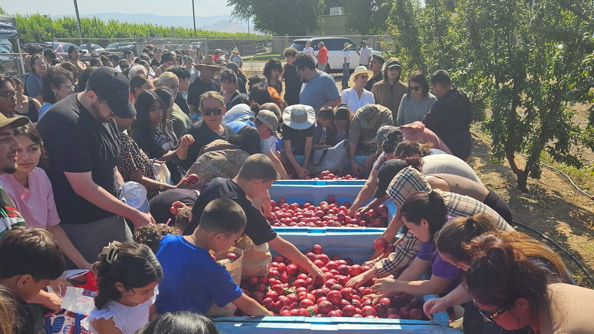 Reedley grower Cesar Mora is giving away nectarines after a contract dispute halted his harvest this season. Reedley grower Cesar Mora is giving away nectarines after a contract dispute halted his harvest this season.